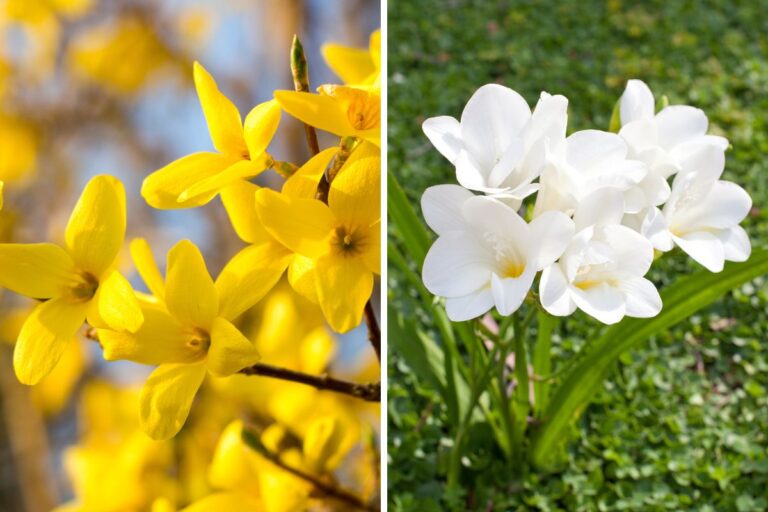 Marzo è il mese perfetto per piantare questi fiori: scopri quali Piante da coltivare a marzo