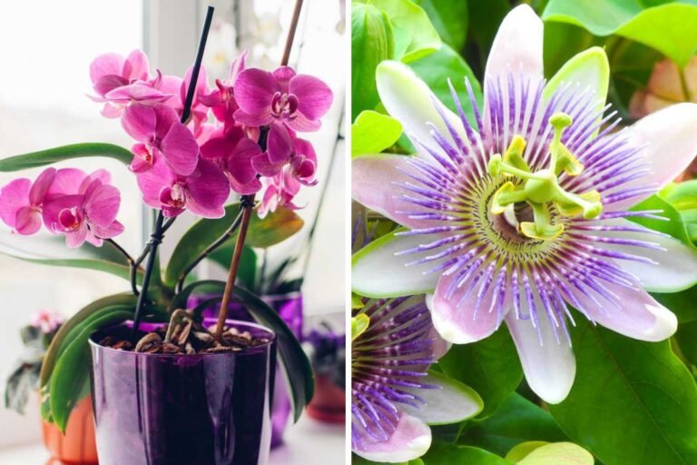 Quali fiori regalare a Pasqua? Ecco i più belli e carichi di significato Fiori da regalare a Pasqua