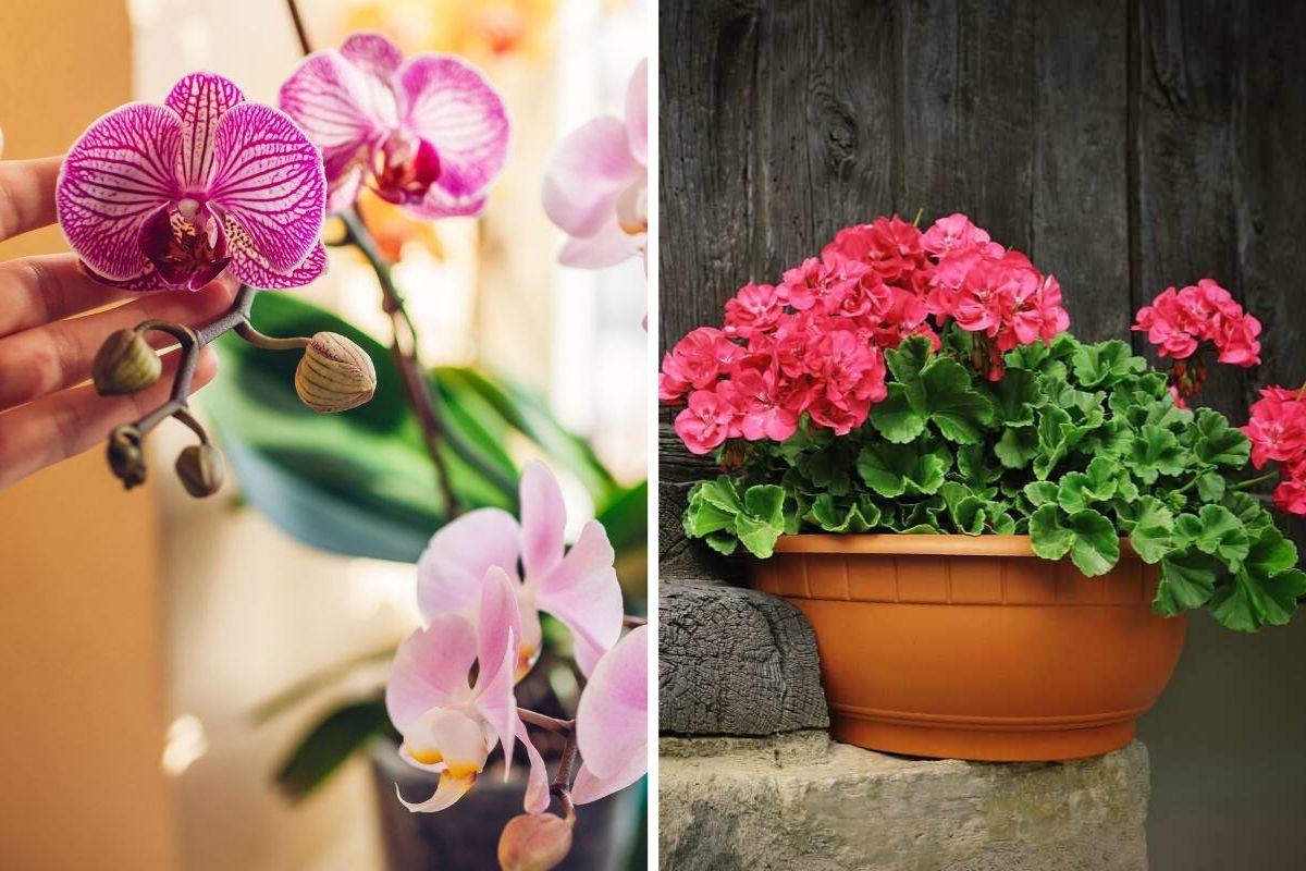 Fiori concimati con il riso