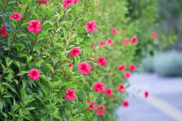 Ibisco come siepe: segreti per piantare, potare e curare questa pianta ornamentale Siepe di ibisco: come curarla