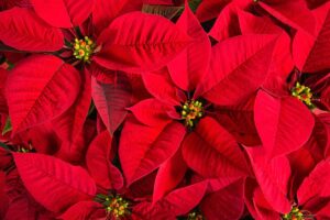 Curare la Stella di Natale per farla fiorire al meglio