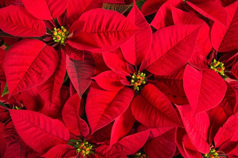Pensi che la Stella di Natale sia morta? Ecco il segreto per farla rifiorire in primavera Curare la Stella di Natale per farla fiorire al meglio