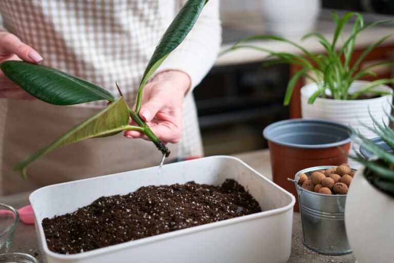 Così le tue talee metteranno radici forti: il metodo con il miele Miele per talee