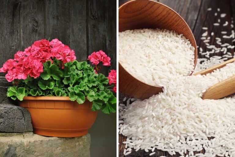 Hai mai usato il riso come concime? I tuoi fiori lo adoreranno Riso per fare il concime