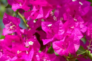 bouganvillea dopo potatura