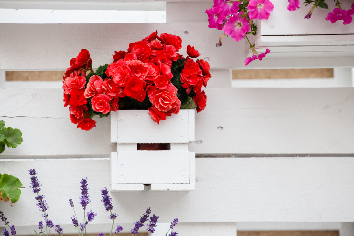 cassetta di legno dipinta di bianco con rose rosse