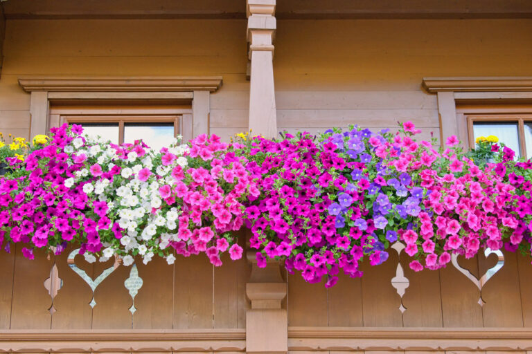 Un balcone da sogno con questi 3 fiori a cascata: la primavera entra in casa fiori a cascata per balcone in primavera