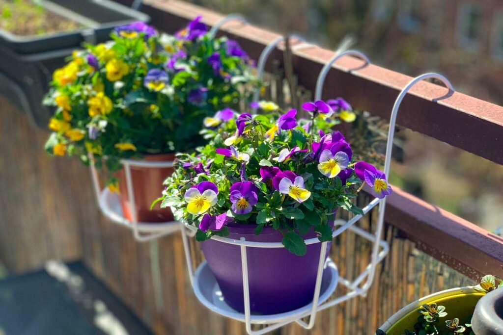 piante di marzo per il balcone