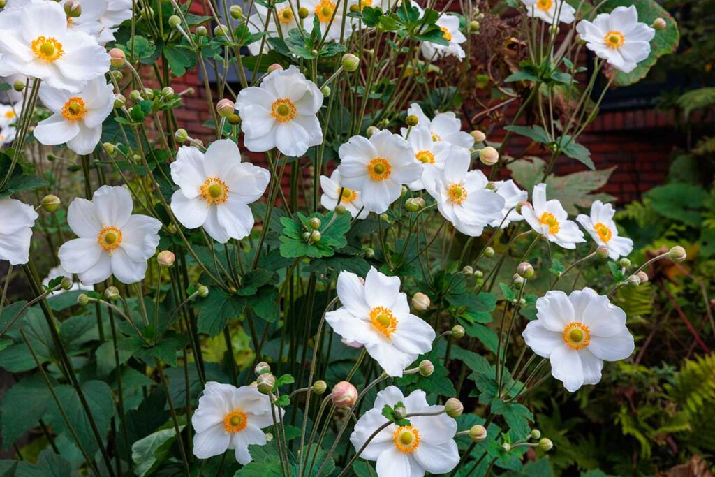 fiori per balcone all’ombra