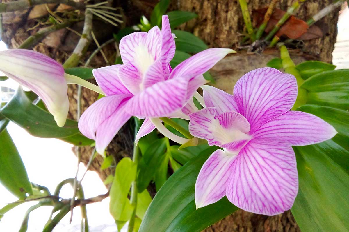 L'orchidea Dendrobium