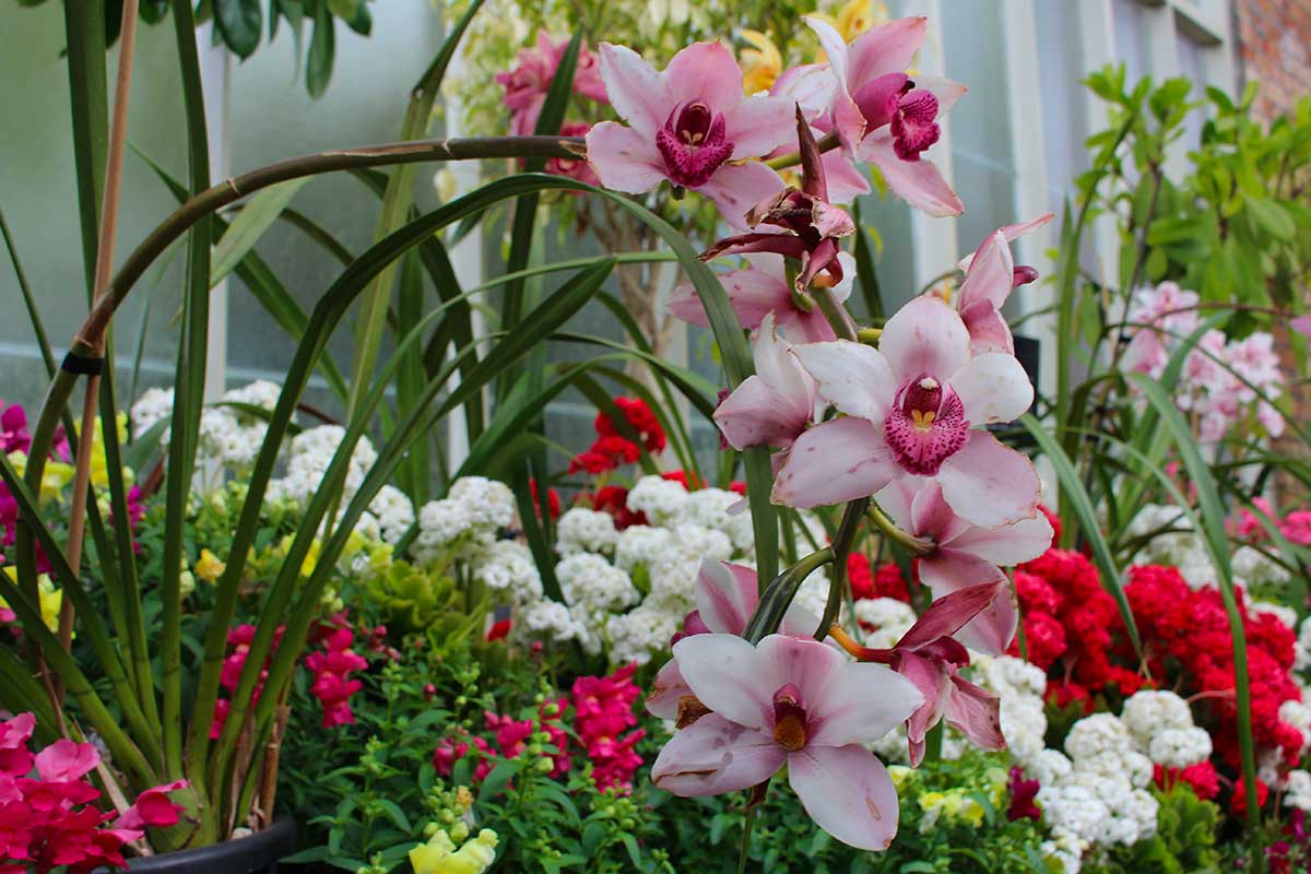 orchidea Cymbidium