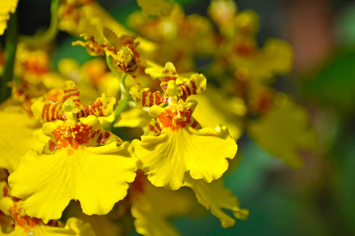 Oncidium, orchidea