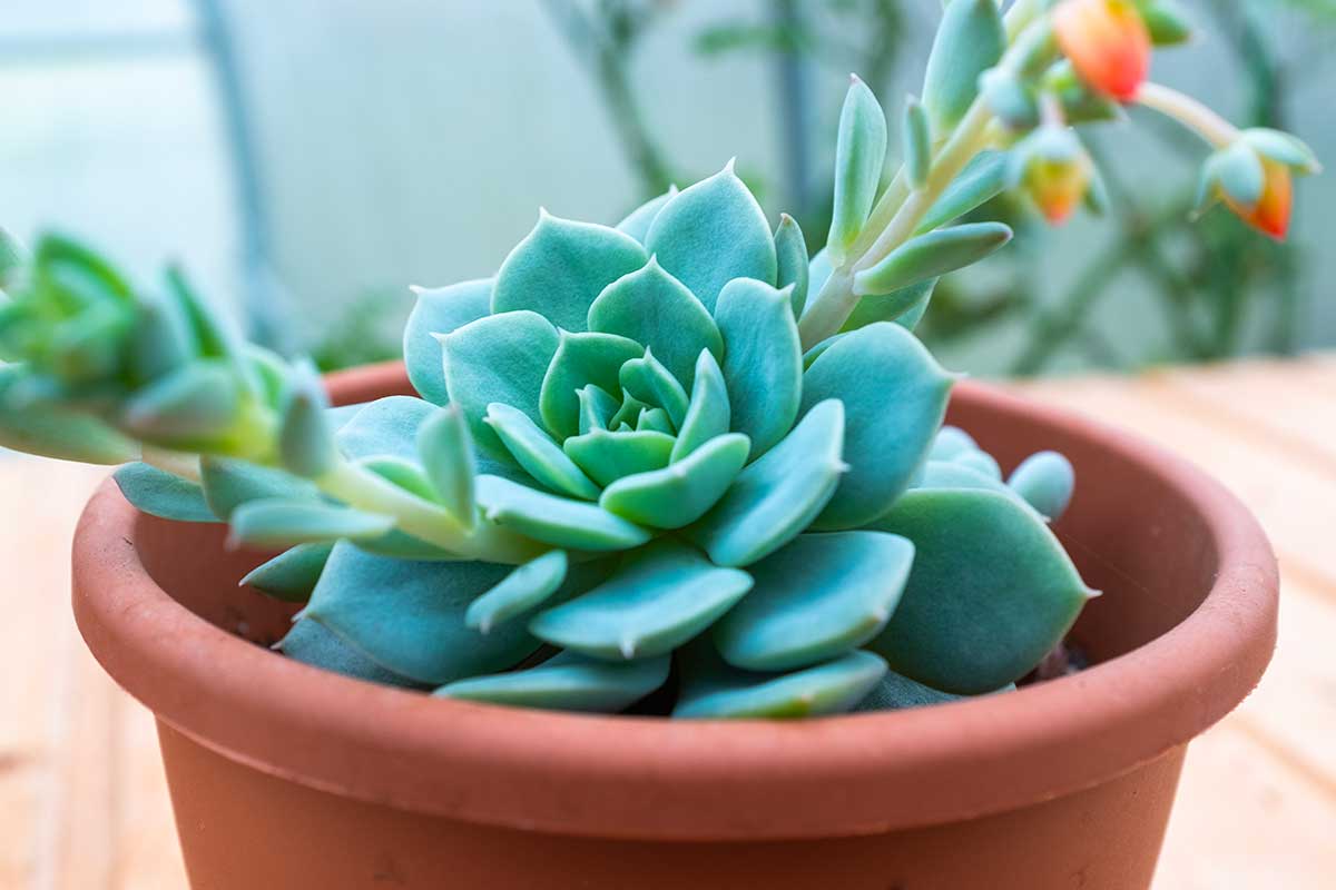 Echeveria, piantina grassa perfetta per interno