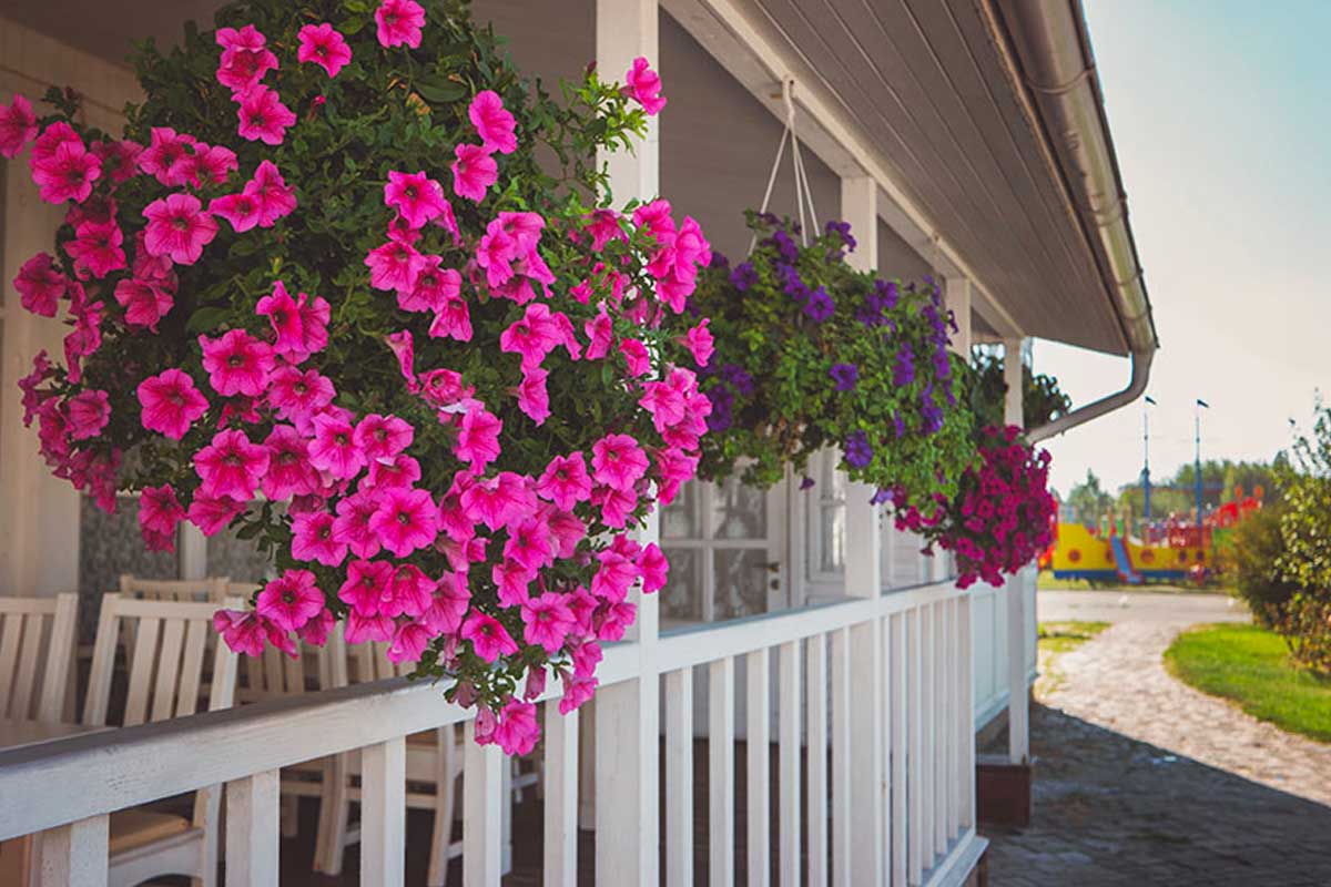 portico con vasi sospesi con fiori a cascata primaverili