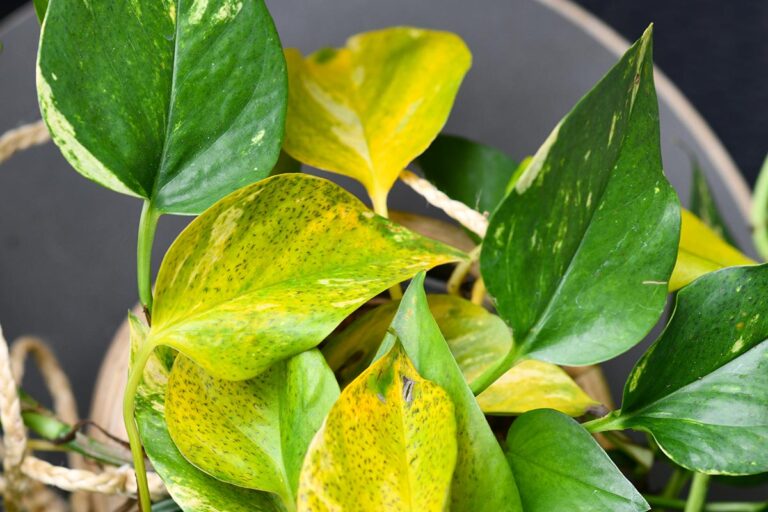 Perché il tuo Pothos ha le foglie gialle? Le cause principali e come risolvere il problema Pothos con foglie gialle
