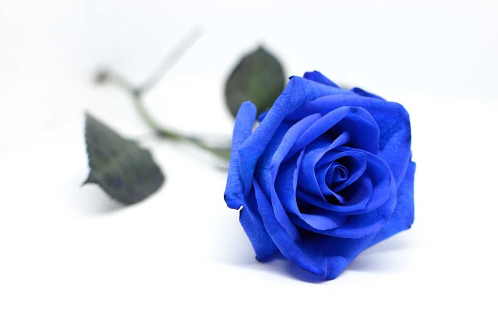 Rose blu