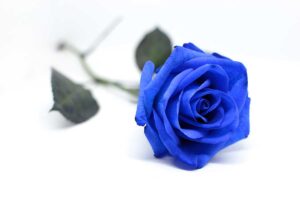 Rose blu