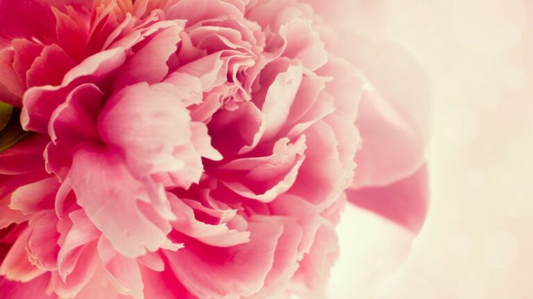 Peonie: il segreto del loro significato in base al colore Peonie: il segreto del loro significato